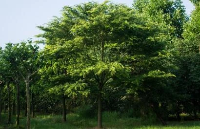 Zelkova serrata - Japanse Zelkova