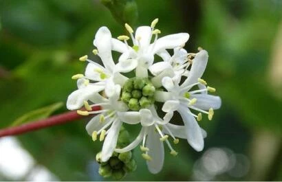 Heptacodium miconioides