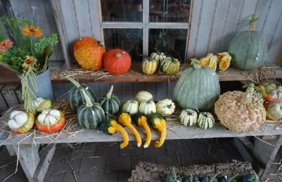 Herfstfair-Kwekerij-van-der-Velde
