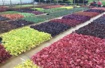Kwekerij Spruyt Heuchera