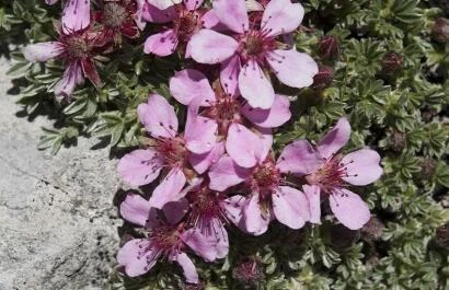Potentilla nitida