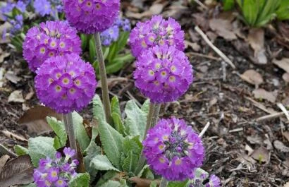 Primula denticulata