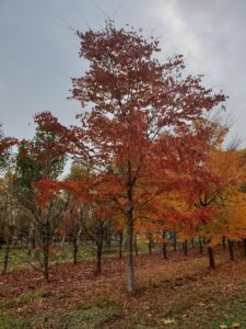 zelkova serrata roodkleurig