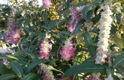 Comanthosphace dependens