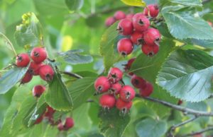 Crataegus prunifolia