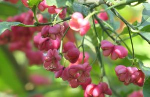 Euonymus europaeus