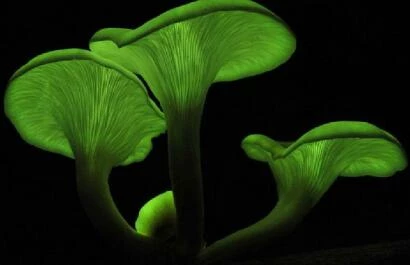 Omphalotus_nidiformis - lichtgevende paddestoel