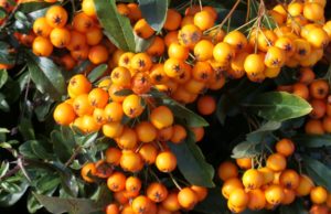 Pyracantha coccinea