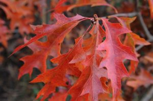 Quercus coccinea 'Splendens'