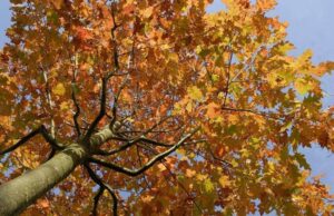 Quercus rubra