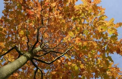 Quercus rubra
