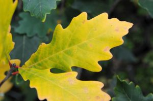 Quercus x warei 'Regal Prince'