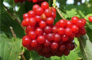 Viburnum opulus