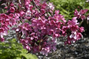 malus-maliset-roodblad-roodpurper