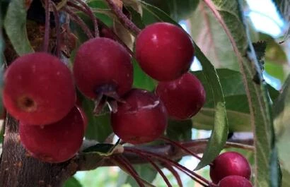 malus-maliset-roodblad-roodpurper