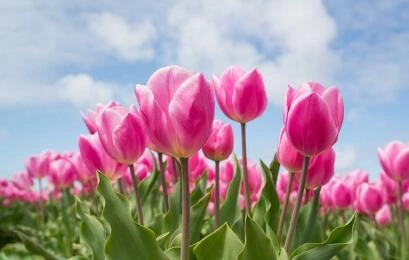 Opendag Willemstein Hoveniers