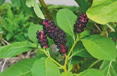 Phytolacca esculenta (Phytolacca acinosa) Karmozijnbes