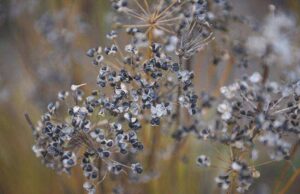 Allium tuberosum, knoflookbieslook