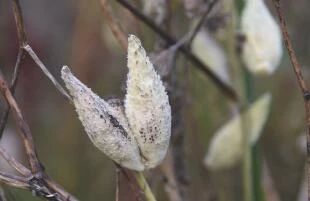 Asclepias syriaca, zijdeplant 