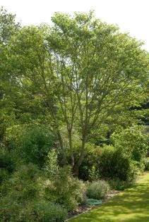 Broussonetia papyrifera – Papiermoerbei