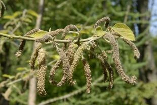 Broussonetia papyrifera – Papiermoerbei