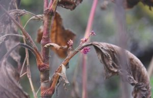 Polygonum orientale