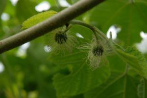 Broussonetia papyrifera – Papiermoerbei