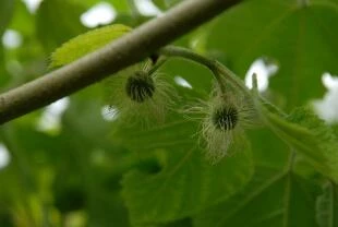 Broussonetia papyrifera – Papiermoerbei