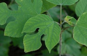 Broussonetia papyrifera – Papiermoerbei