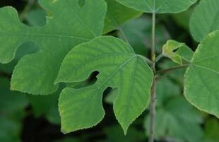 Broussonetia papyrifera – Papiermoerbei