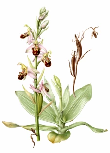 Esmee-Winkel_Ophrys-apifera
