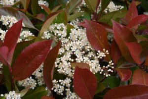 Photinia ‘Red Robin’