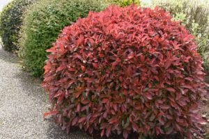 Photinia ‘Red Robin’