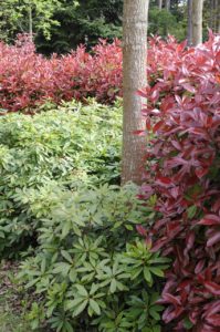 Photinia ‘Red Robin’