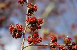 Parrotia persica ’Vanessa’