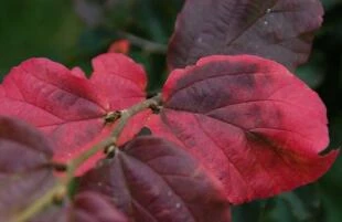 parrotia-papersic-herfst