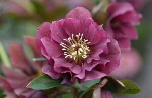 Helleborus Double EllenR Red