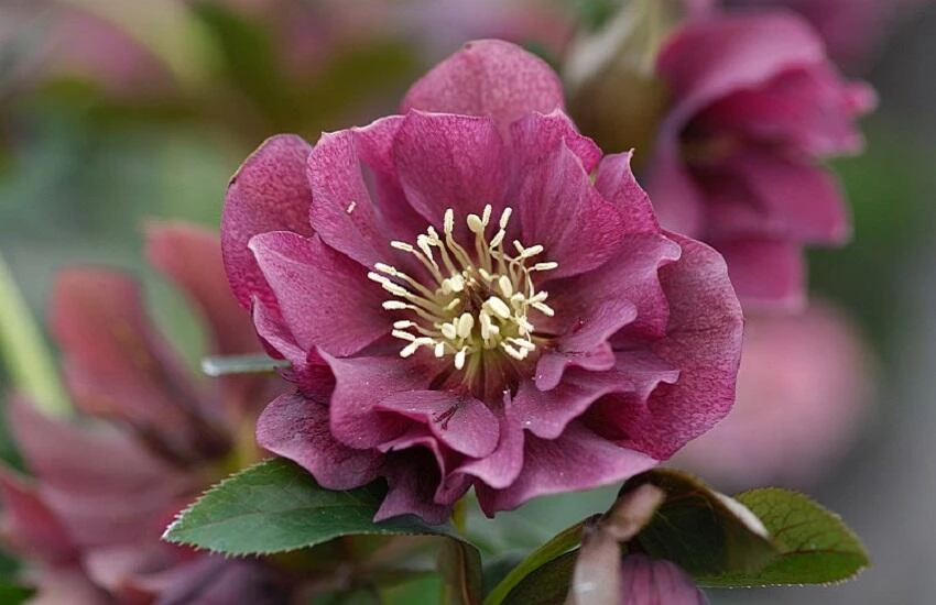 Helleborus Double EllenR Red