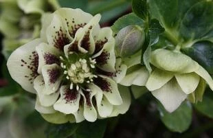 Helleborus Double EllenR Yellow Spotted