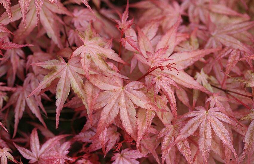 Acer palmatum ‘Beni-tsukasa’ – De Tuin in vier seizoenen