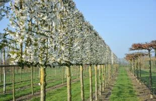 Prunus 'Uminko'_lente