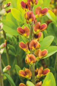 Baptisia 'Cherries Jubilee'