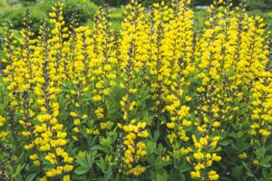 Baptisia 'Solar Flare'