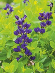 Baptisia Sparkling Sapphires_CJW14 (6)