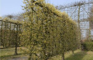 Cornus mas - Gele kornoelje
