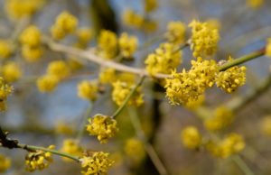Cornus mas - Gele kornoelje 