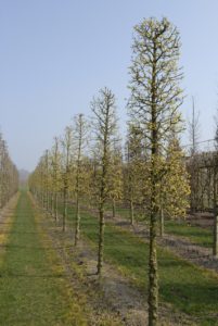 Cornus mas - Gele kornoelje 
