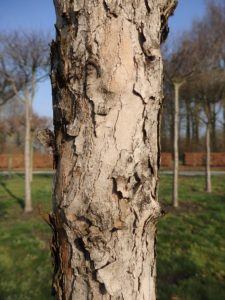 Cornus mas - Gele kornoelje