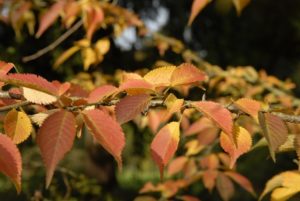 Prunus incisa 'Rebecca' herfstkleur
