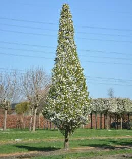 Prunus 'Uminko'_lente